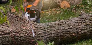 Best Lawn Disease Treatment  in Plymouth, WI