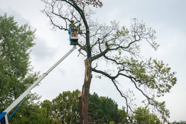 Best Utility Line Clearance  in Plymouth, WI