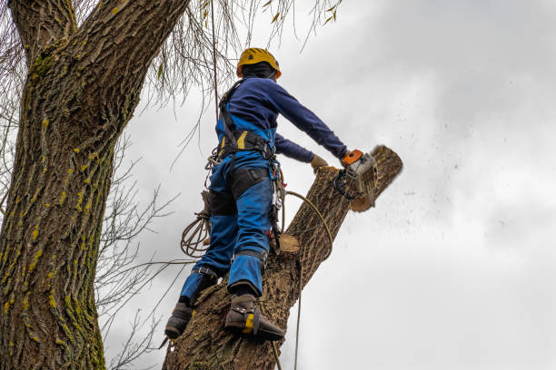 Best Storm Damage Tree Cleanup  in Plymouth, WI