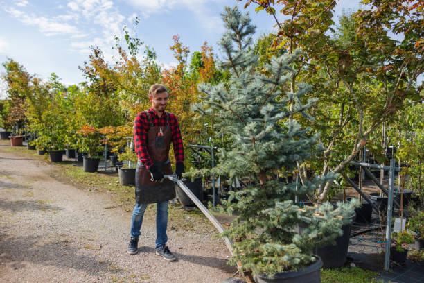 Best Tree Cabling and Bracing  in Plymouth, WI