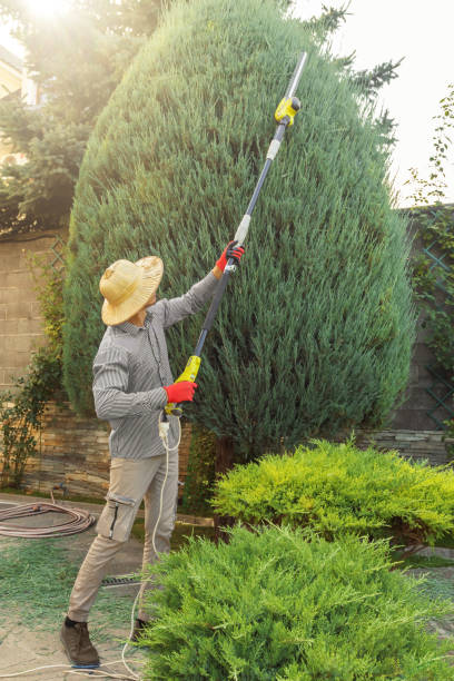 Best Fruit Tree Pruning  in Plymouth, WI