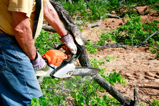 Best Hazardous Tree Removal  in Plymouth, WI